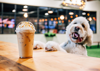 Image of dog with beer