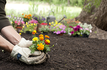 Photo of a person planting in their garden